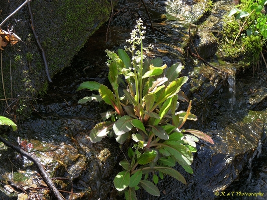 {Micranthes micranthidifolia}